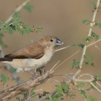 Srebrnodziobek afrykański - Euodice cantans - African Silverbill