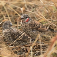 Amadyna obrożna - Amadina fasciata - Cut-throat Finch