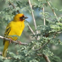 Wikłacz rdzawolicy - Ploceus galbula - Rüppell's Weaver