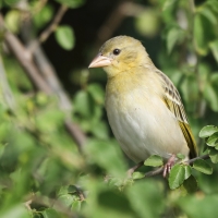 Wikłacz rdzawolicy - Ploceus galbula - Rüppell's Weaver