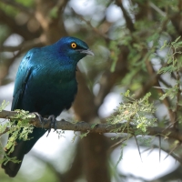 Błyszczak stalowy - Lamprotornis chalybaeus - Greater Blue-eared Starling
