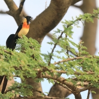 Wdówka rajska - Vidua paradisaea - Eastern Paradise Whydah