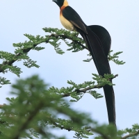 Wdówka rajska - Vidua paradisaea - Eastern Paradise Whydah