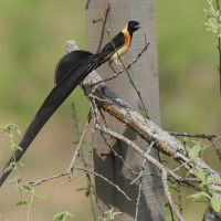 Wdówka rajska - Vidua paradisaea - Eastern Paradise Whydah