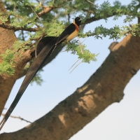 Wdówka rajska - Vidua paradisaea - Eastern Paradise Whydah