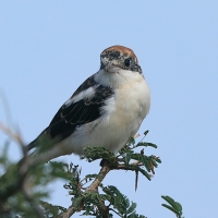 Dzierzba rudogłowa - Lanius senator - Woodchat Shrike