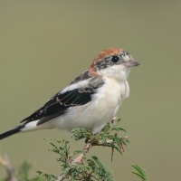 Dzierzba rudogłowa - Lanius senator - Woodchat Shrike