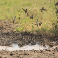 Wikłacz czerwonodzioby - Quelea quelea - Red-billed Quelea