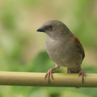 Wróbel szary - Passer swainsonii - Swainson's Sparrow