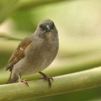 Wróbel szary - Passer swainsonii - Swainson's Sparrow