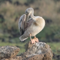 Pelikan mały - Pelecanus rufescens  - Pink-backed Pelican