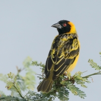 Wikłacz zmienny - Ploceus cucullatus - Village Weaver