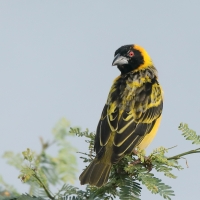 Wikłacz zmienny - Ploceus cucullatus - Village Weaver