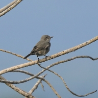 Szareczka uboga - Oenanthe dubia - Sombre Chat