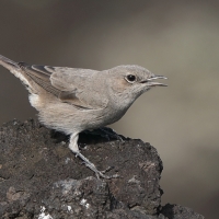 Szareczka uboga - Oenanthe dubia - Sombre Chat