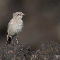 Szareczka uboga - Oenanthe dubia - Sombre Chat