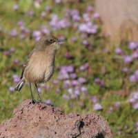 Wrzośnik - Pinarochroa sordida - Moorland Chat