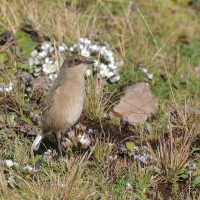 Wrzośnik - Pinarochroa sordida - Moorland Chat