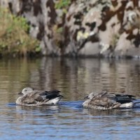 Etiopka - Cyanochen cyanopterus - Blue-winged Goose
