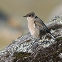 Wrzośnik - Pinarochroa sordida - Moorland Chat
