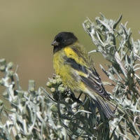 Kulczyk czarnogłowy - Serinus nigriceps - Ethiopian Siskin