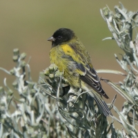 Kulczyk czarnogłowy - Serinus nigriceps - Ethiopian Siskin