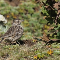 Dzierlatka iberyjska - Galerida theklae - Thekla's Lark