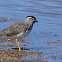 Czajka czarnogłowa - Vanellus melanocephalus - Spot-breasted Lapwing