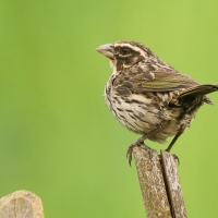 Afrokulczyk kreskowany - Crithagra striolata - Streaky Seedeater