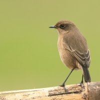 Wrzośnik - Pinarochroa sordida - Moorland Chat