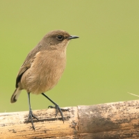 Wrzośnik - Pinarochroa sordida - Moorland Chat