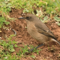 Wrzośnik - Pinarochroa sordida - Moorland Chat