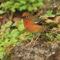 Drozdoń okularowy - Geokichla piaggiae - Abyssinian Ground Thrush