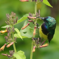 Nektarnik fioletowy - Cinnyris venustus - Variable Sunbird