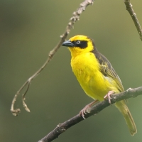 Wikłacz złotoczelny - Malimbus baglafecht - Baglafecht Weaver