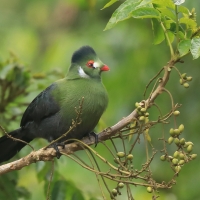 Turak białouchy - Tauraco leucotis - White-cheeked Turaco