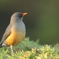 Drozd abisyński - Turdus abyssinicus - Ethiopian Thrush