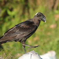 Kruk grubodzioby - Corvus crassirostris - Thick-billed Raven