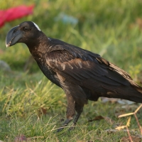 Kruk grubodzioby - Corvus crassirostris - Thick-billed Raven