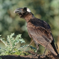 Kruk grubodzioby - Corvus crassirostris - Thick-billed Raven