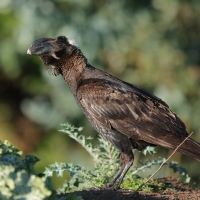 Kruk grubodzioby - Corvus crassirostris - Thick-billed Raven
