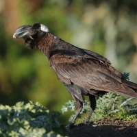 Kruk grubodzioby - Corvus crassirostris - Thick-billed Raven