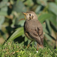 Drozd kroplisty - Psophocichla litsitsirupa - Groundscraper Thrush