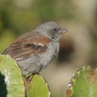 Wróbel szary - Passer swainsonii - Swainson's Sparrow
