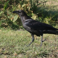 Kruk somalijski - Corvus edithae - Dwarf Raven