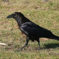 Kruk somalijski - Corvus edithae - Dwarf Raven