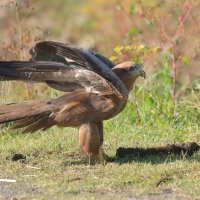 Kania czarna - Milvus migrans - Black Kite