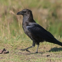 Kruk somalijski - Corvus edithae - Dwarf Raven