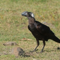 Kruk grubodzioby - Corvus crassirostris - Thick-billed Raven