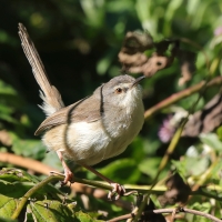 Prinia myszata - Prinia subflava - Tawny-flanked Prinia